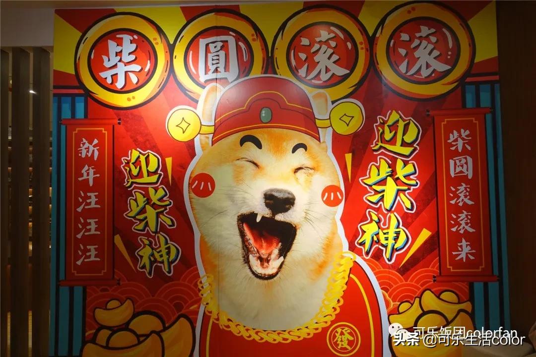 撸柴犬店广州,撸柴宠物乐园