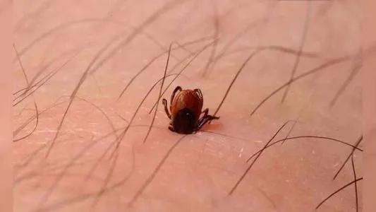 春游被蚊虫咬了怎么办,五一踏青小心毒虫叮咬