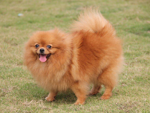 博美犬吃什么东西让它不爱掉毛,博美犬吃什么狗粮美毛减少泪痕