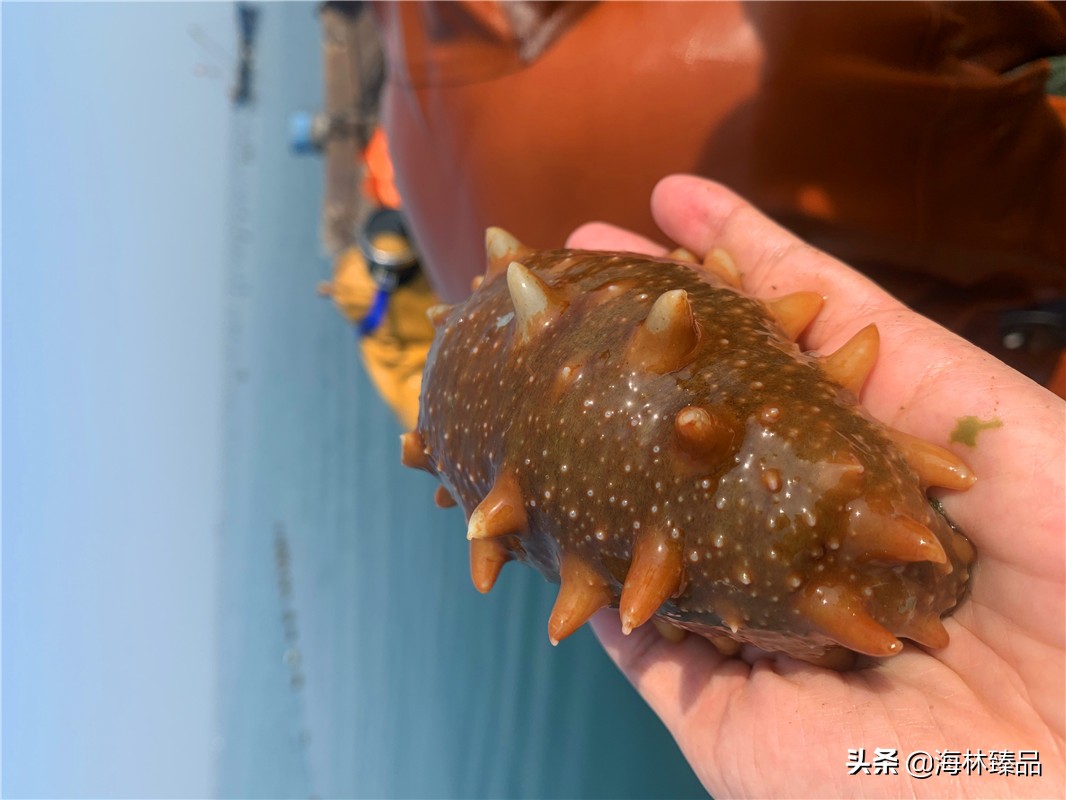 探秘海参的捕捞过程,野生海参采捕视频大全