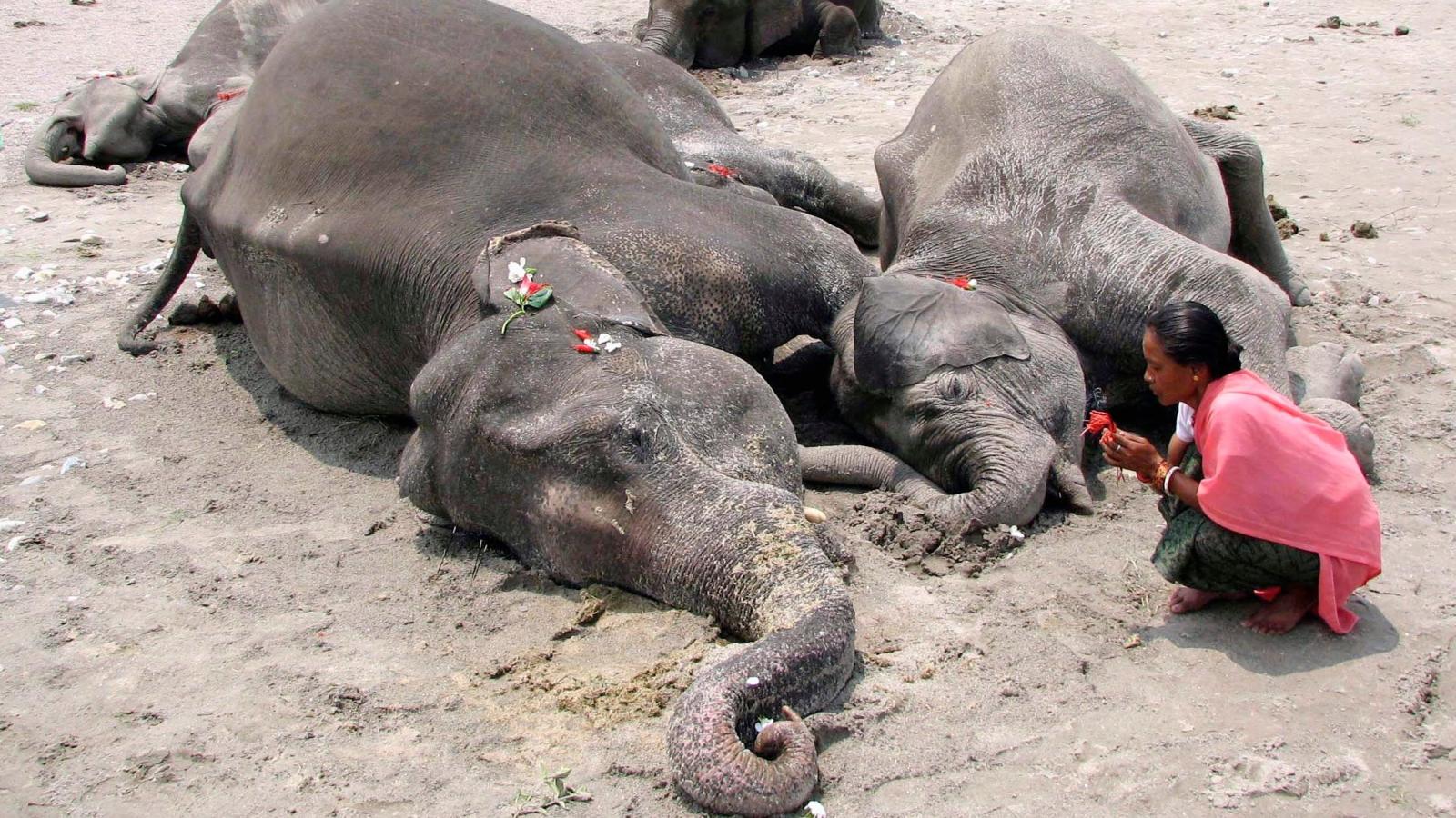 印度烧死大象,印度保护大象