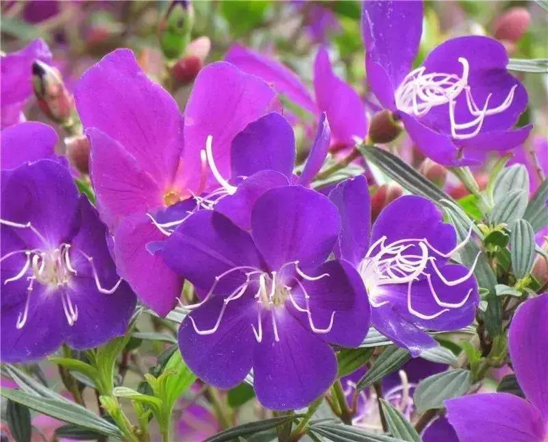 深圳5月哪里有花海看,深圳五一哪里可以看花海