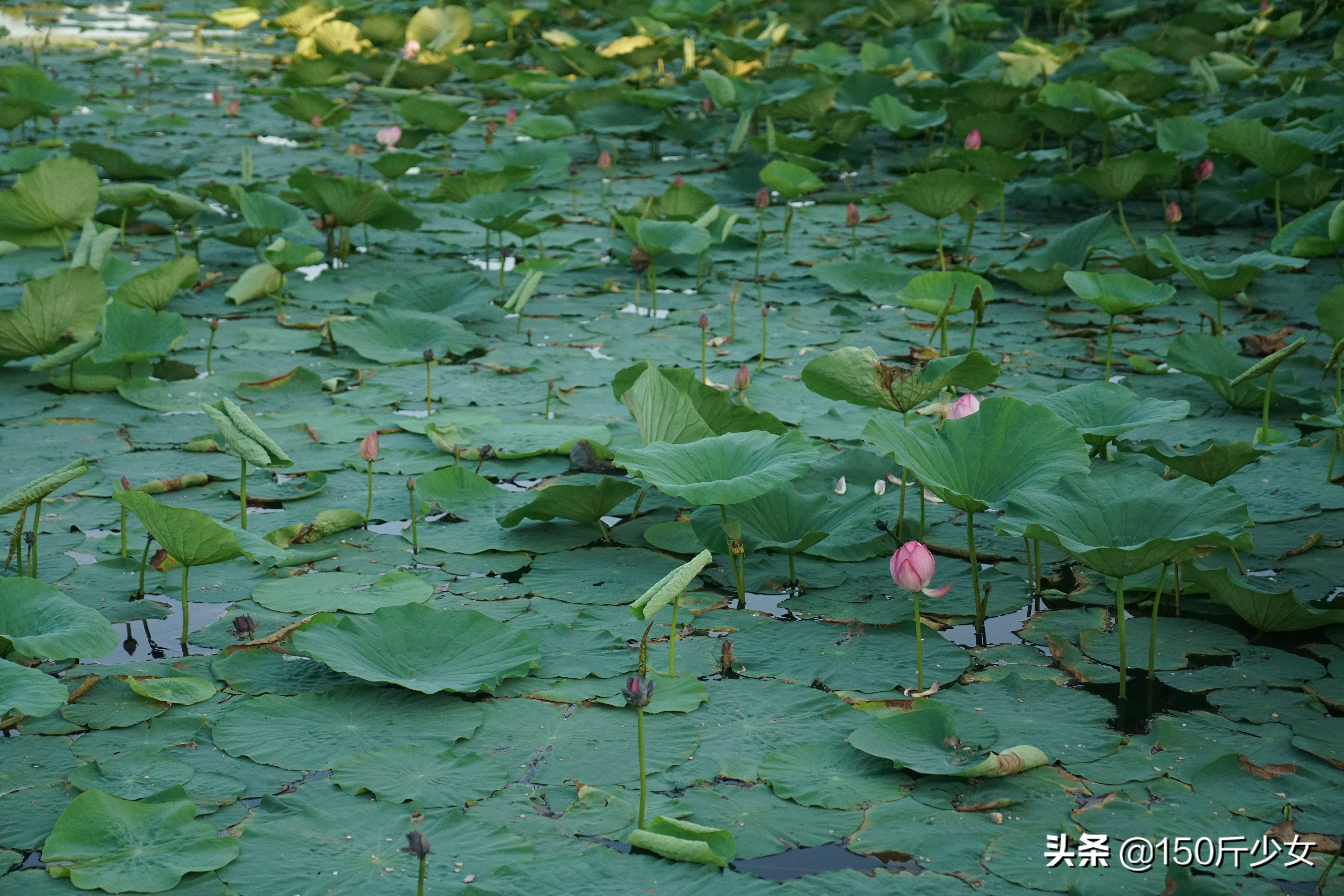 随心所欲玩转吉林！6天5晚人均1000自驾游，吉林现在也很美
