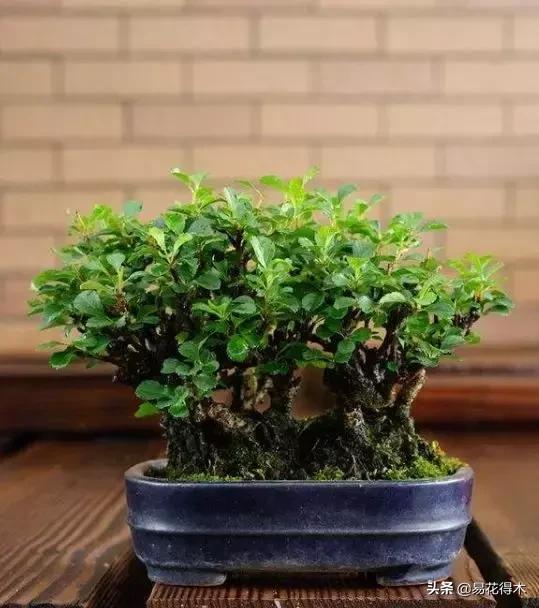 日本海棠的养殖方法,日本海棠花卉习性