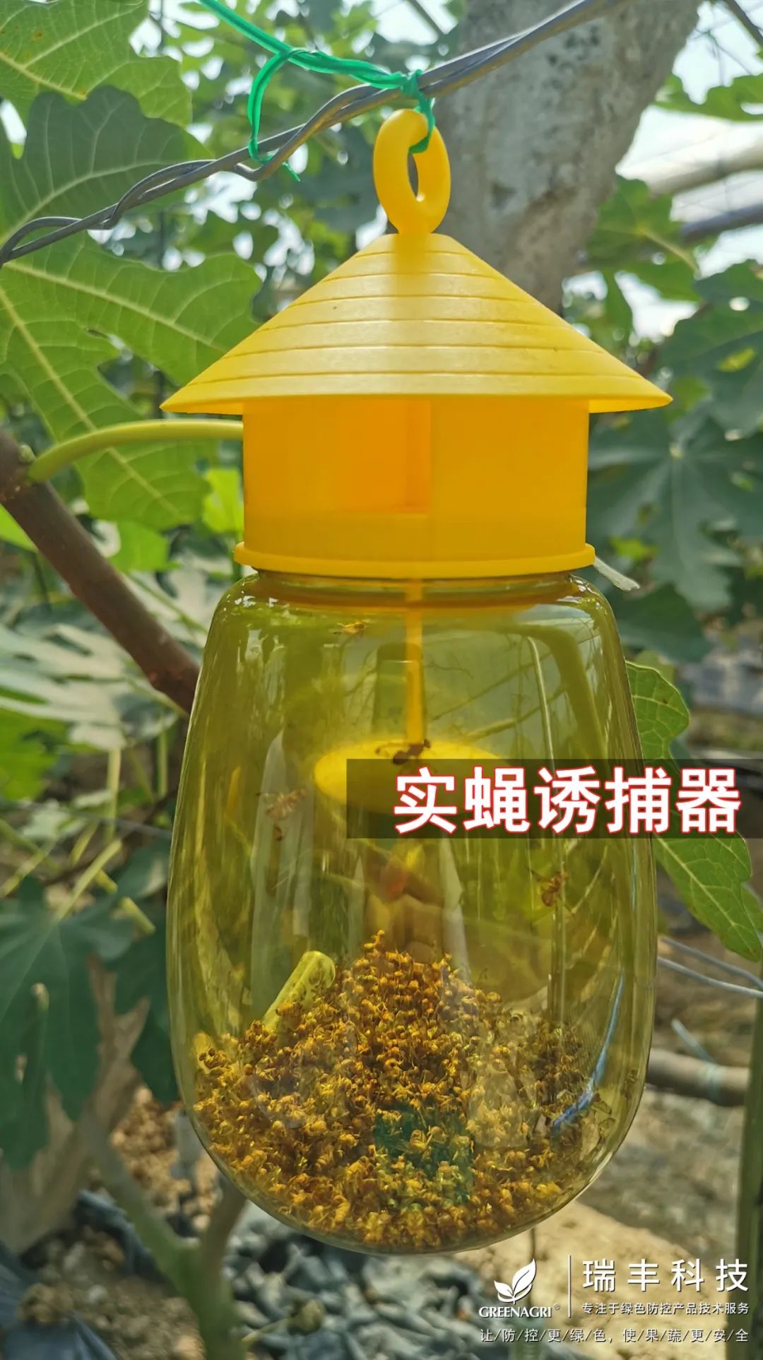 诱粘瓜实蝇,实蝇诱粘剂