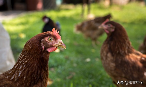 绿壳蛋鸡哪个品种性能好值得养殖,绿壳蛋鸡养殖前景怎样啊