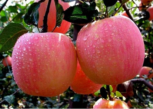 酷似酱油不是酱油,虽然古老但杀虫灭菌都不落后,替都替不了