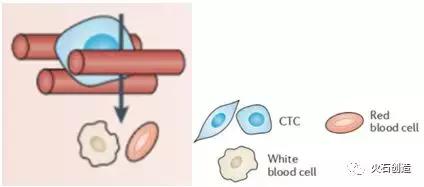 循环肿瘤细胞捕获方法的研究进展,扩增型循环肿瘤细胞检测数值高