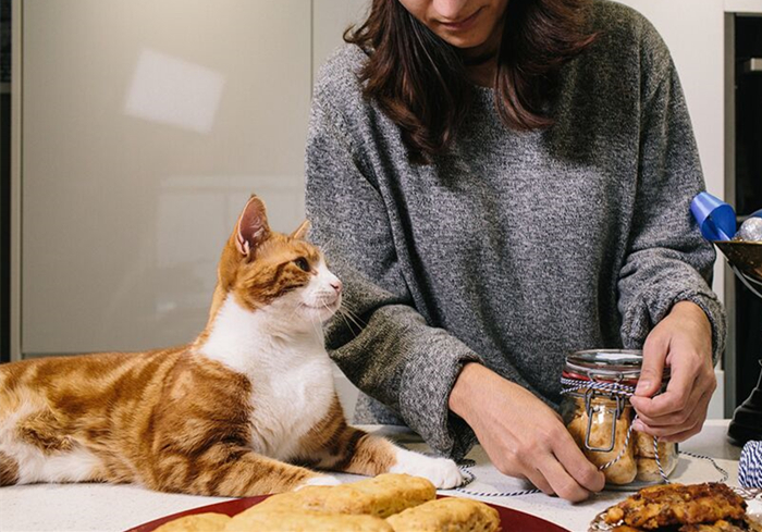 养猫发现有小飞虫,换季养猫注意事项千万别害了猫命