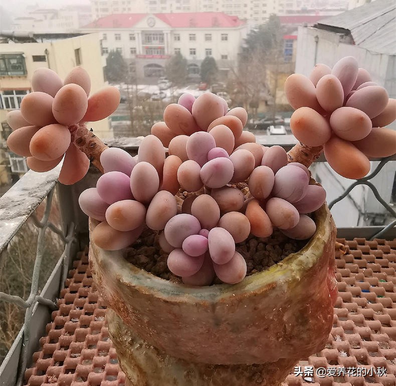 桃蛋爆盆养殖技术,桃蛋爆盆的正确方法