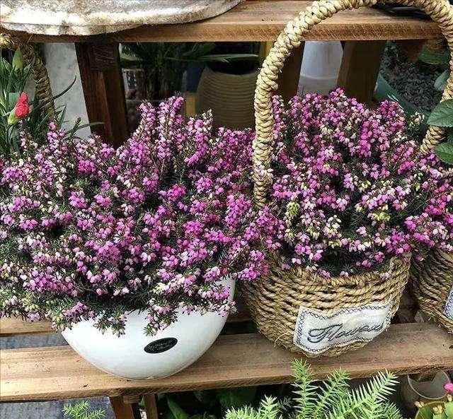 室内好养又好看大气的要买什么花,室内净化空气的花最好养哪几种