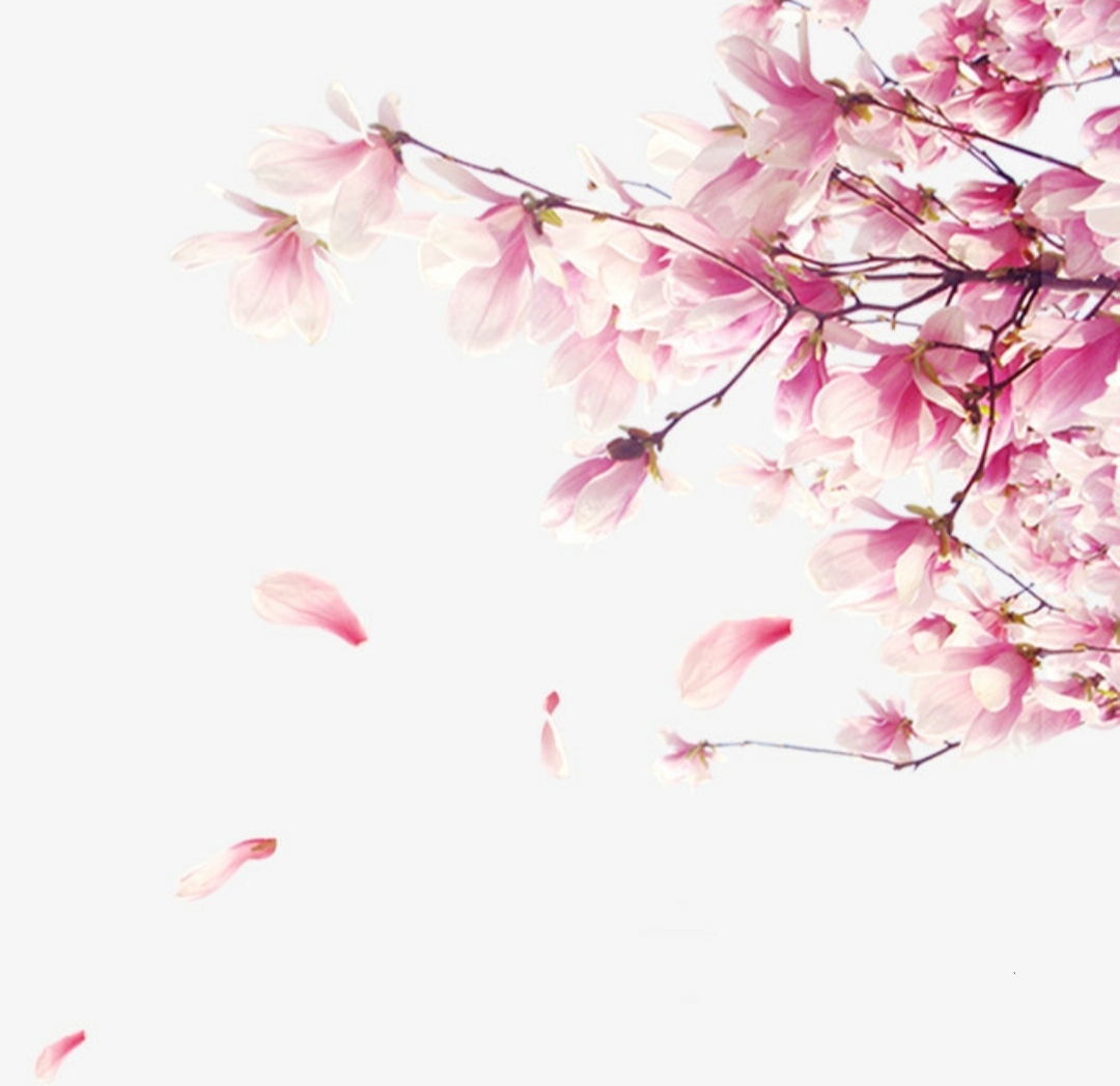 落花时节又逢君的上一句是什么诗,落花时节又逢君的前一句古诗