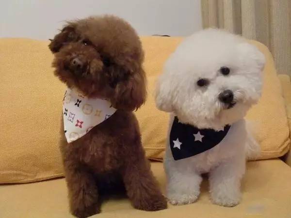 十大最容易认错的狗排名,最容易被认成土狗的几种名犬