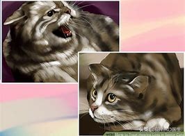 猫咪耳朵听不到了怎么治疗,猫咪耳朵听不见是什么样子