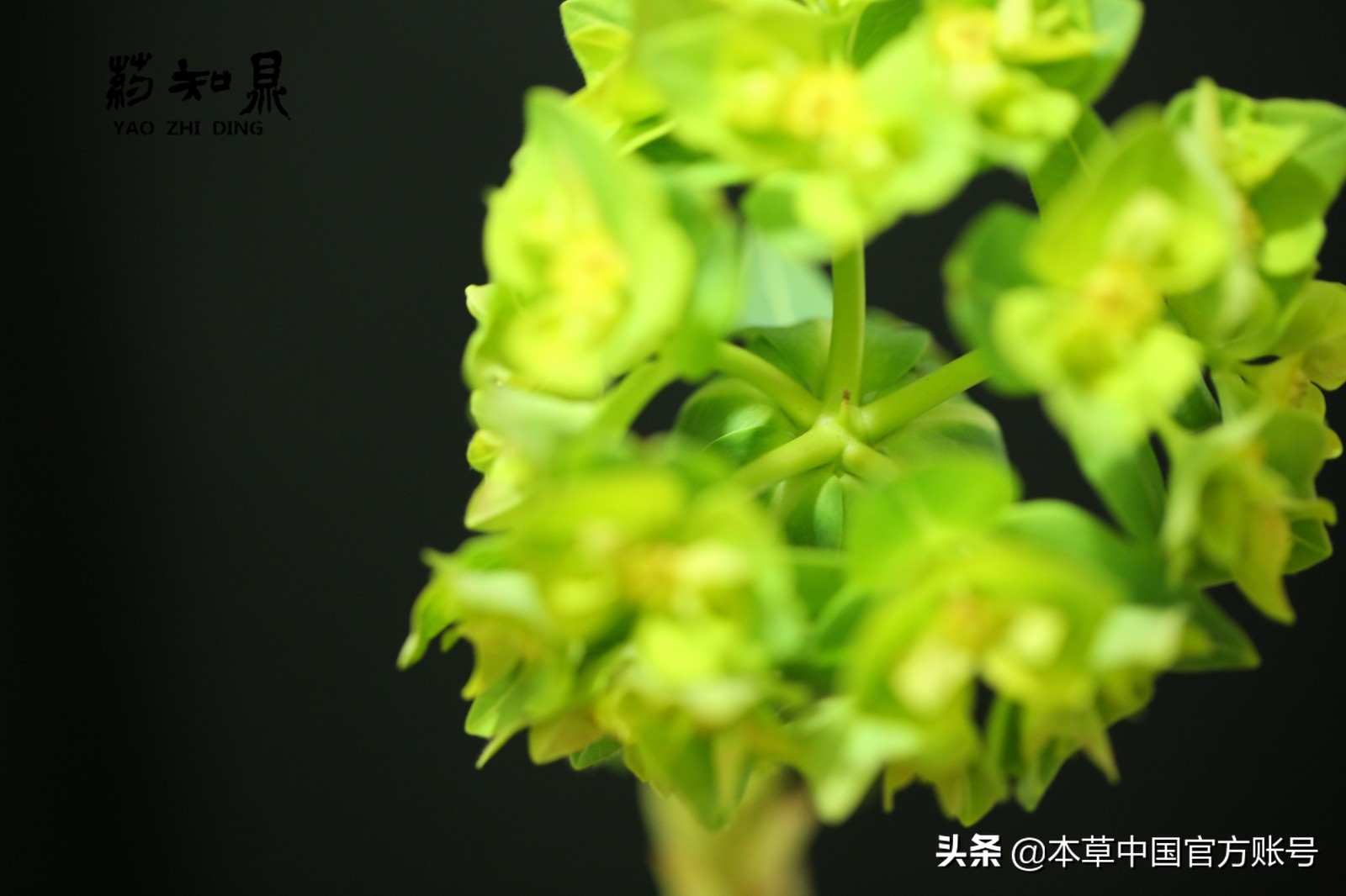 【本草百科·药知鼎——狼毒】花美却是恶毒之药，杀飞鸟走兽