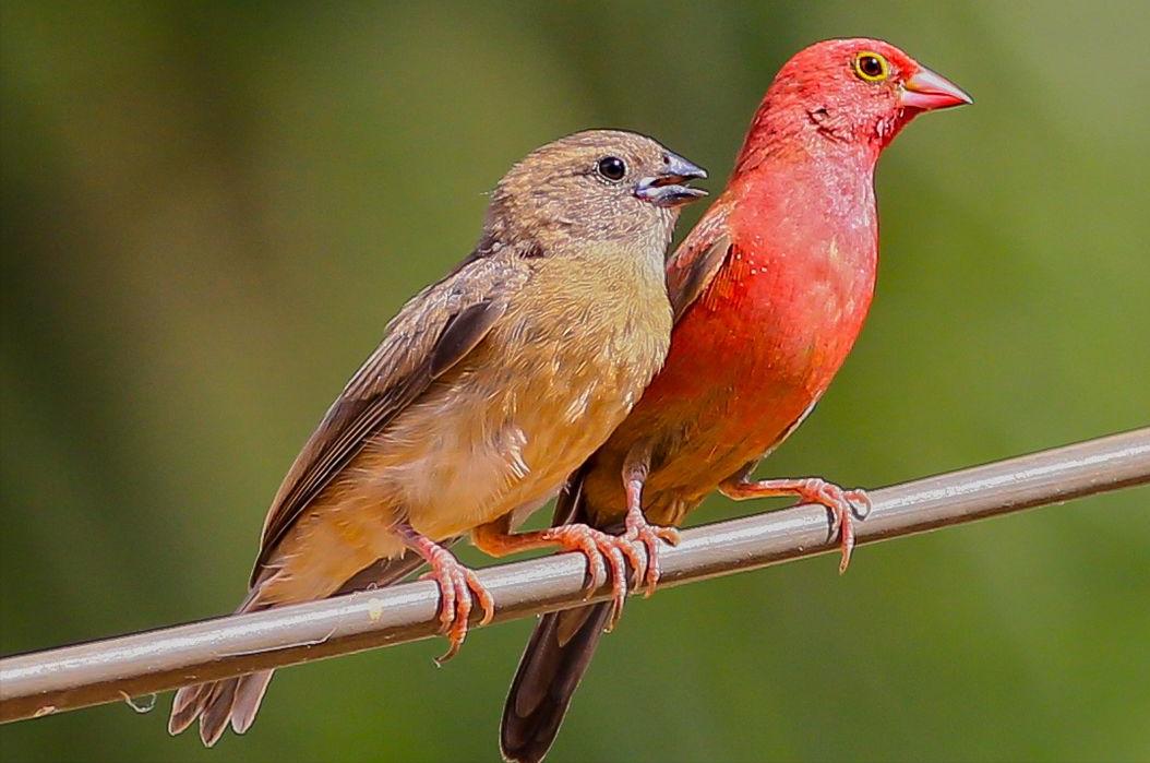 东江揽胜,惠州淡水常见鸟类图谱