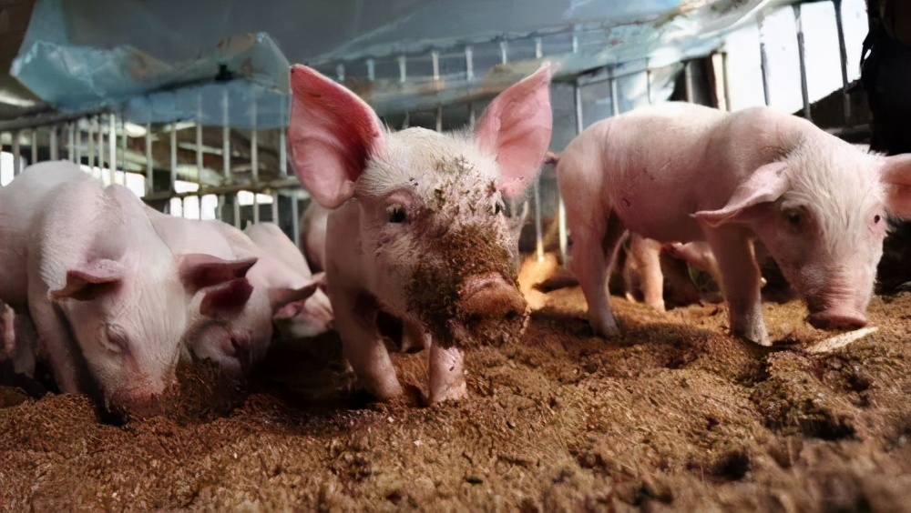 猪场育肥猪单纯咳嗽怎么治,猪场里发生咳嗽是怎么回事