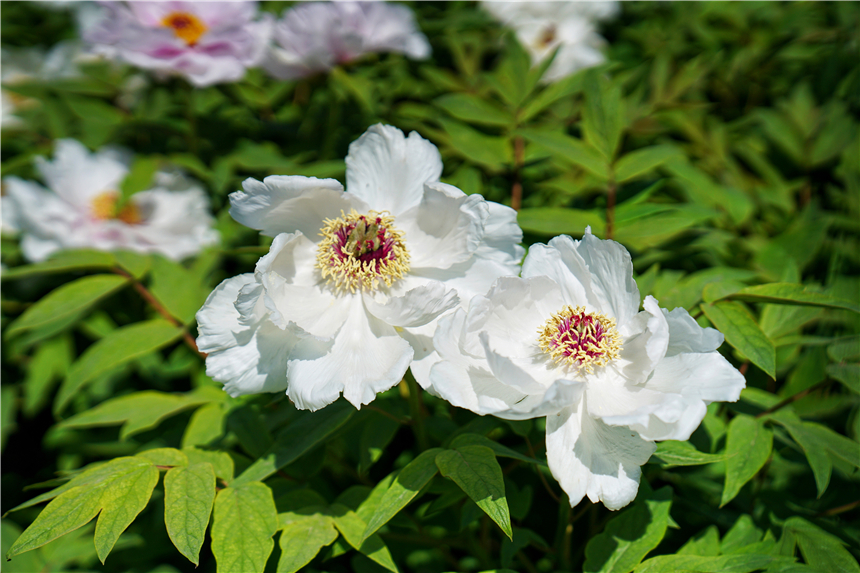 我和宿州有个约会,一场花事,一次慢旅行,探寻最烟火的宿州味道
