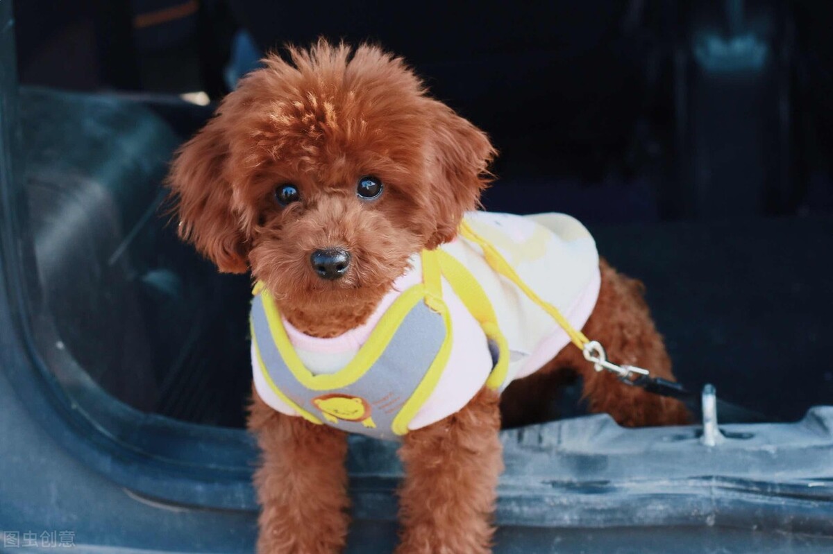 一个月泰迪便秘怎么办,幼犬泰迪便秘怎么快速解决