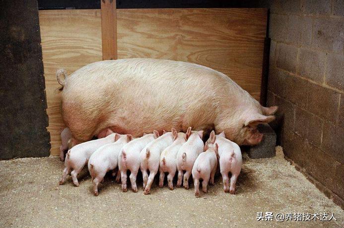 新手养猪养几头母猪合适,养猪大户怎么养殖的视频