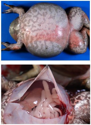 黑斑青蛙养殖技术视频教程,青蛙黑斑蛙高密度养殖技术培训