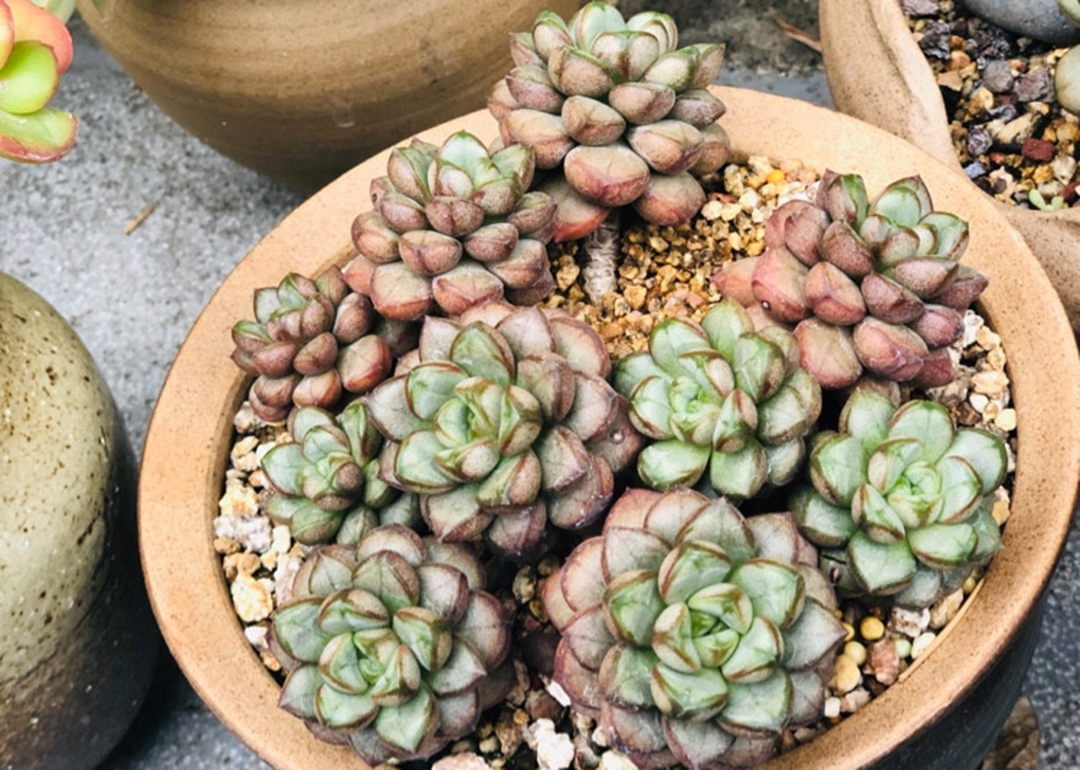 如何预防多肉夏季病虫害,多肉植物的常见病虫害及治愈方法