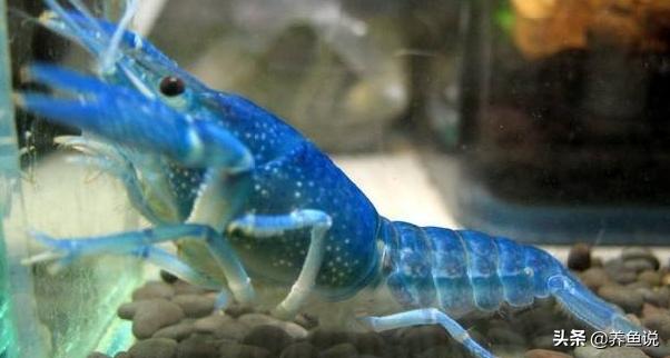 小龙虾成长慢养殖技术,小龙虾培育优化