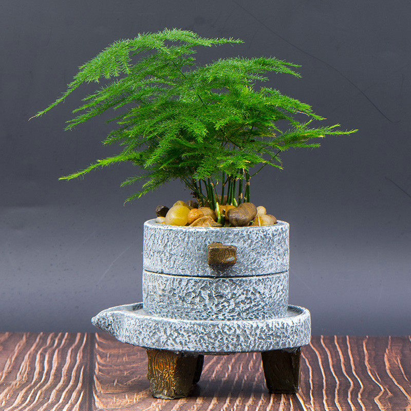 好养的盆栽花卉大全,人养花花