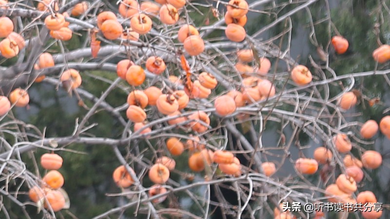 喜鹊声中，为满树的红柿子点赞