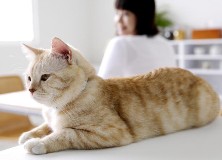 猫咪经常干呕是怎么了,猫咪最近经常干呕应该怎么办