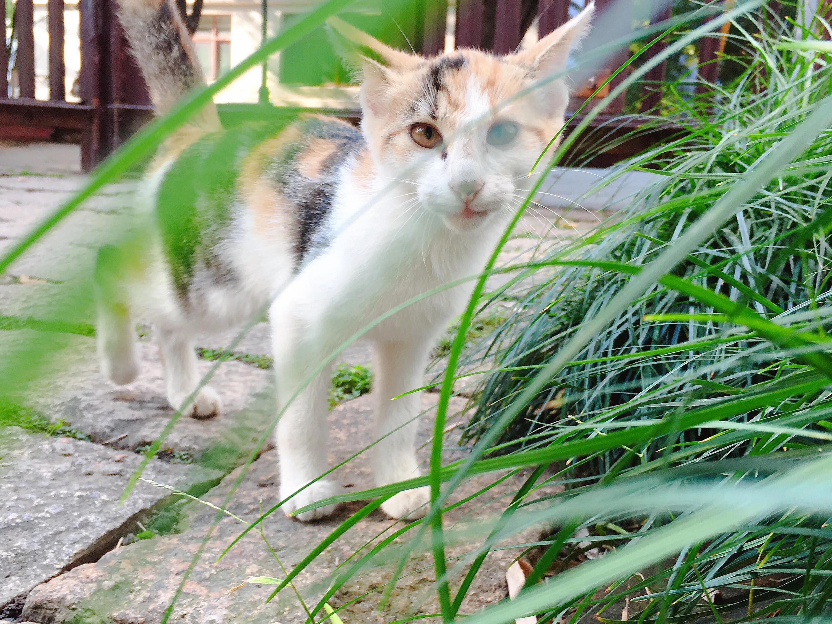 苏州的西园寺好还是虎丘塔好,苏州西园寺距离哪个景点近