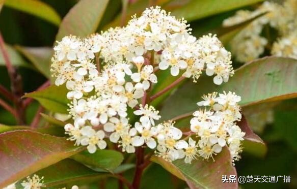 石楠花春天,石楠花已经开了