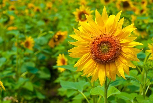 我的那些花儿精彩音乐汇,我的那些花儿音乐