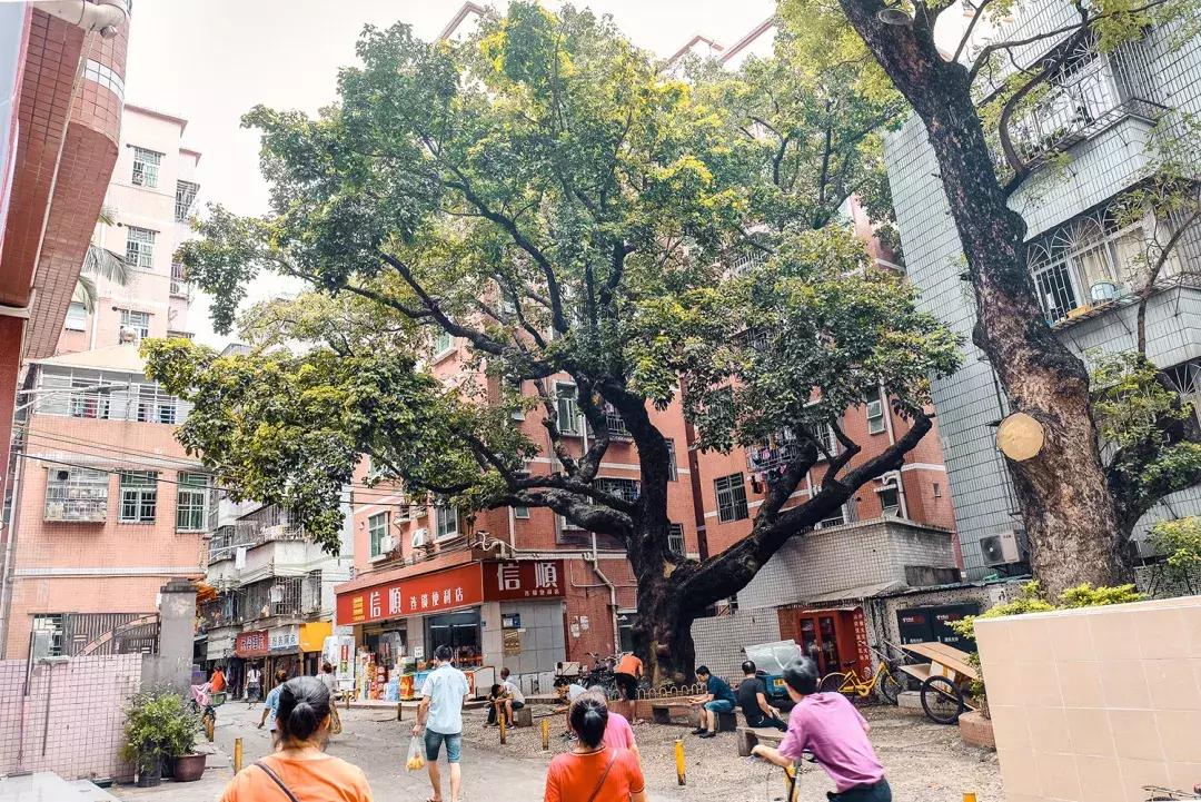 隐藏在梧桐山里的世外桃源,深山独门独户世外桃源