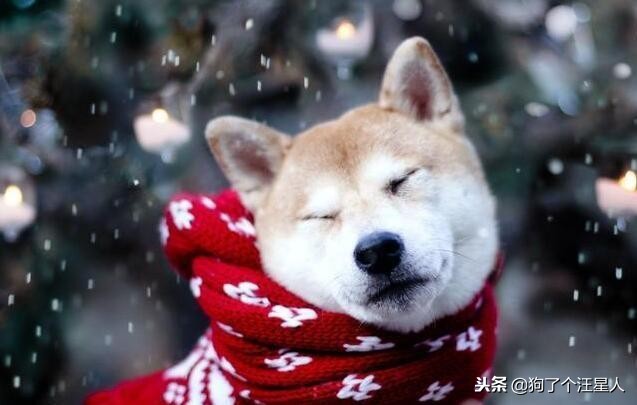 冬季养狗的最佳方法,自制养狗教程