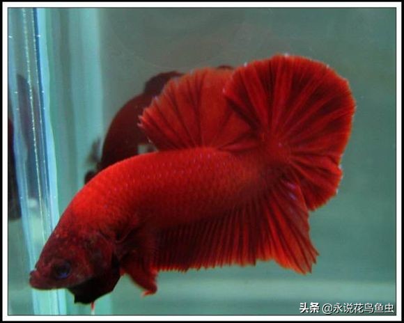 斗鱼哪个品种好养活,斗鱼品种哪个好养