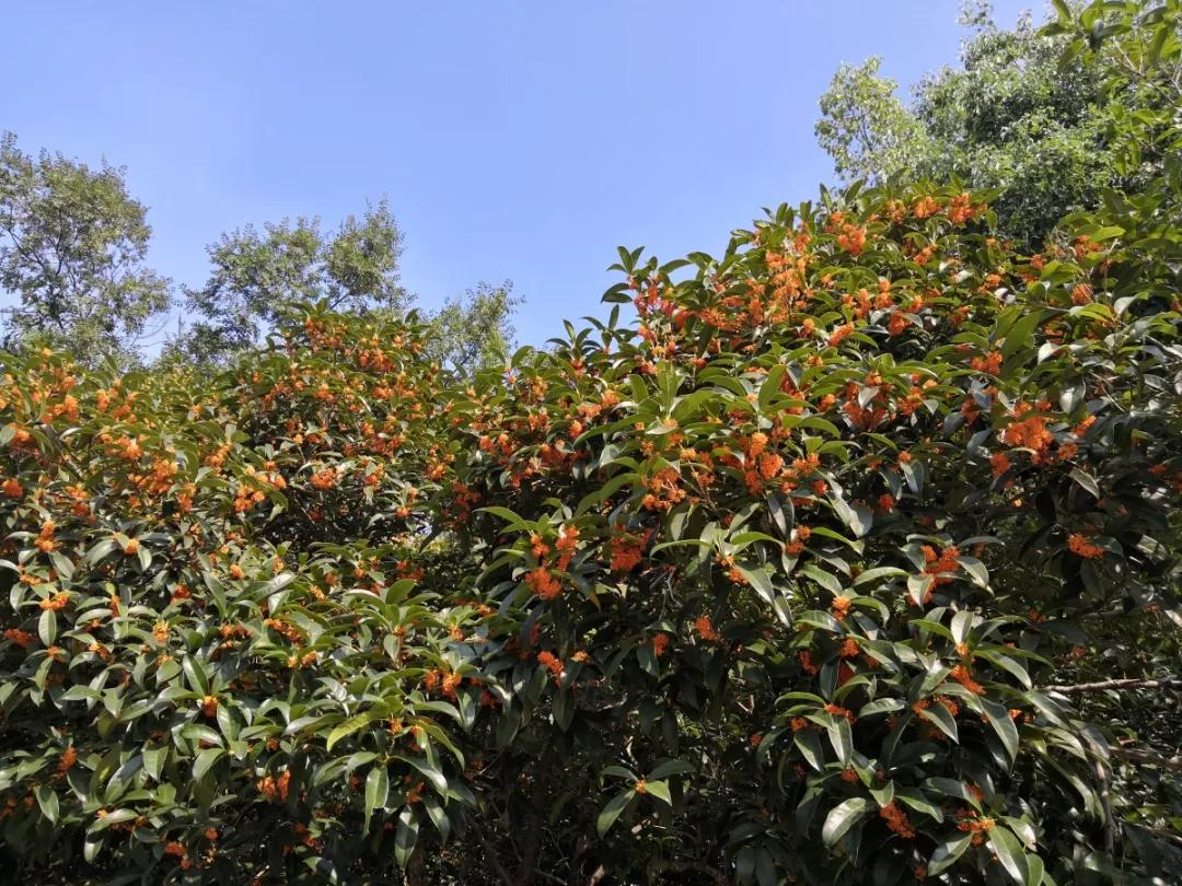 西湖最佳观景地,西湖边的一处幽静之地