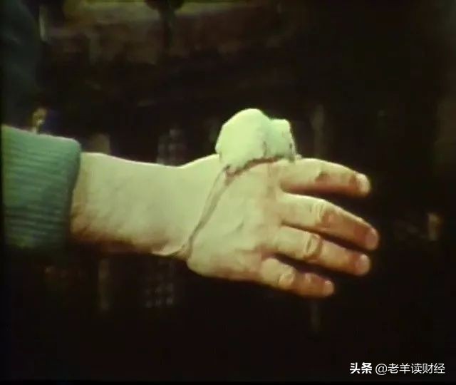 老鼠乌托邦实验什么现象,老鼠乌托邦的十种沉沦的表现