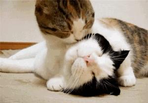 宠物可以用的避孕药,宠物紧急避孕药有用吗