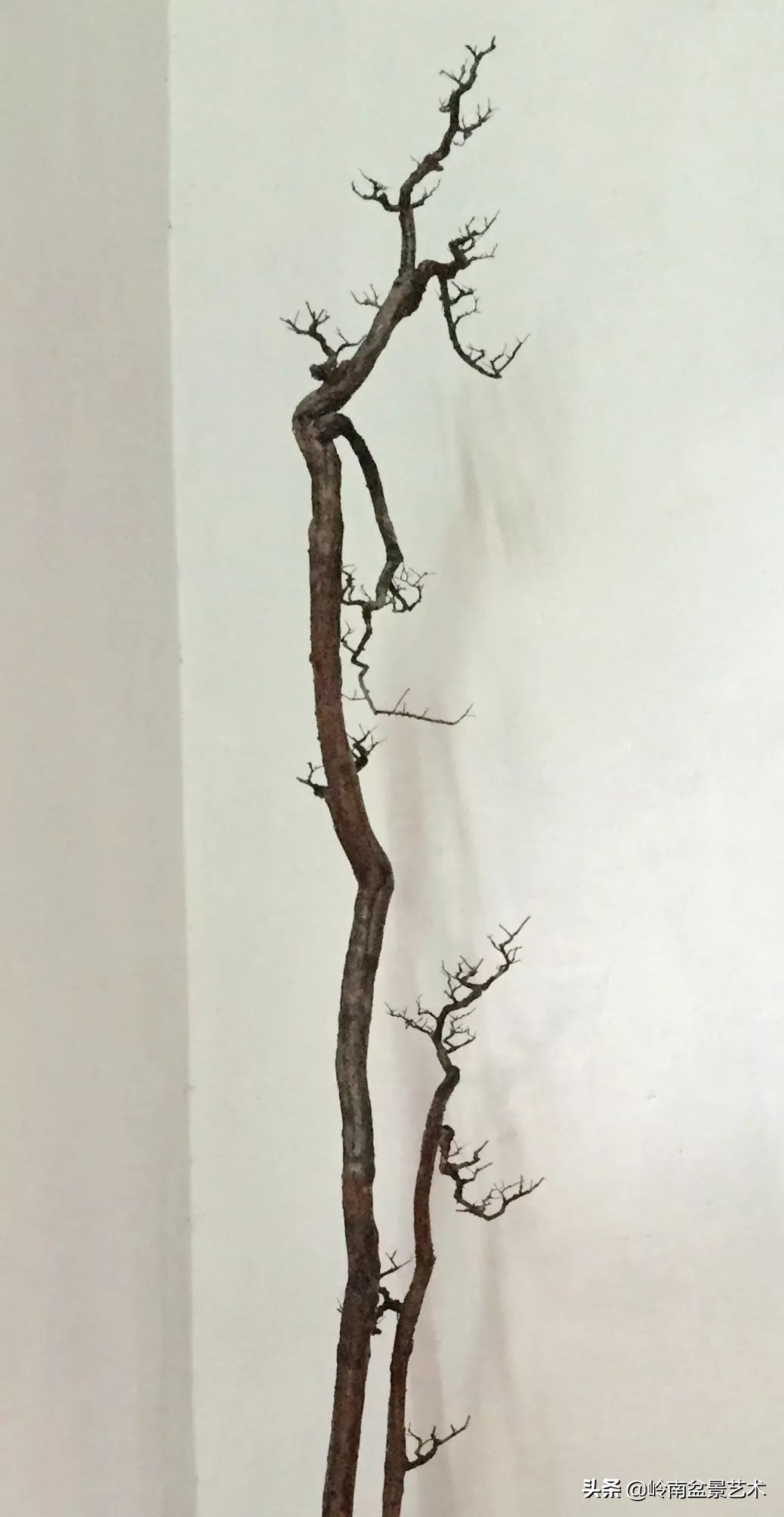 杂木盆景也毫不逊色,杂木盆景值钱吗