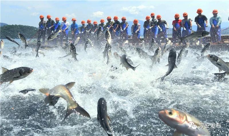 胖头鱼有一百多斤的吗,胖头鱼活蹦乱跳的视频