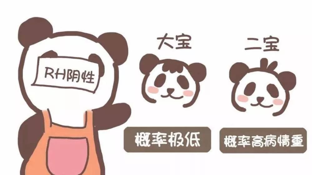 熊猫血生二胎妈妈有没有风险,熊猫血生二胎的准备