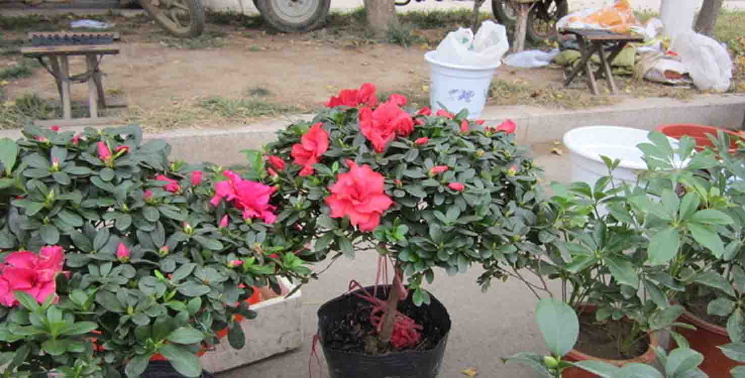 杜鹃花养护方法有毒吗,杜鹃花怎样保养不开花