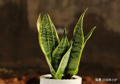 最旺家的5种植物家里养一盆,八种植物招财又旺宅一定要养一盆