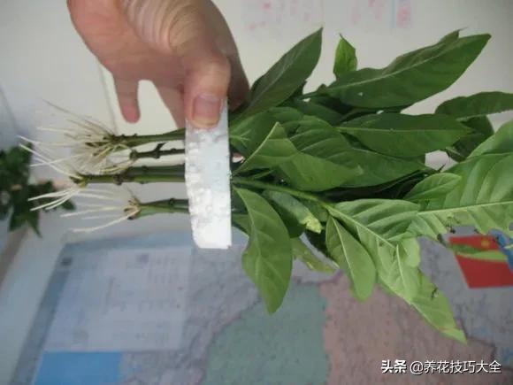 1个塑料瓶，繁殖出10盆栀子花，成活率高，新手也能玩