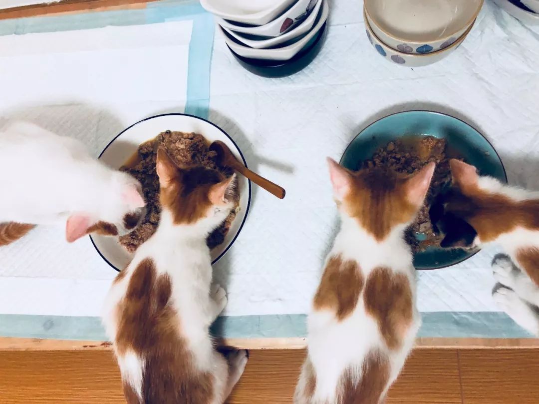 猫咪爱吃虫子该怎么办,猫咪爱吃虾怎么办呀