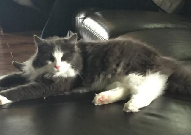 猫咪走丢让流浪猫找回,家养猫咪走丢了还能存活吗