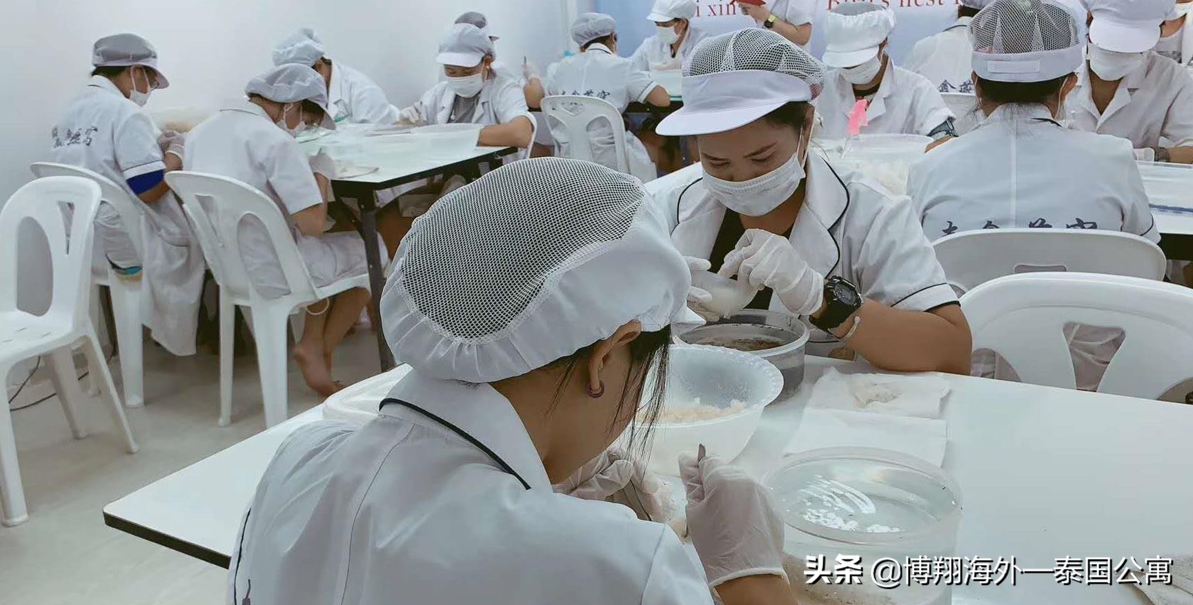 泰国燕窝和马来西亚哪个好,泰国燕窝马来燕窝外表差别