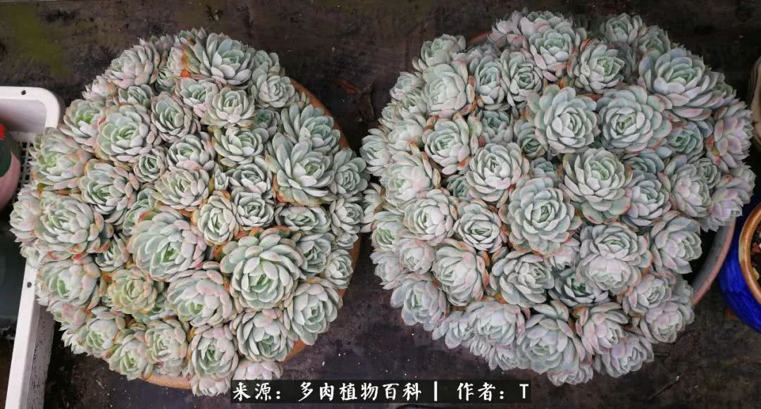 多肉还可以这样玩(上):八年养肉路剪影!