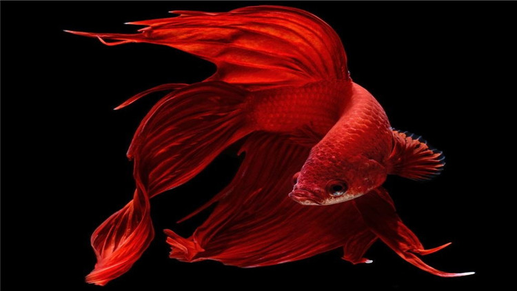 斗鱼生病要怎么治疗尾巴缺损,斗鱼越养越没活力了